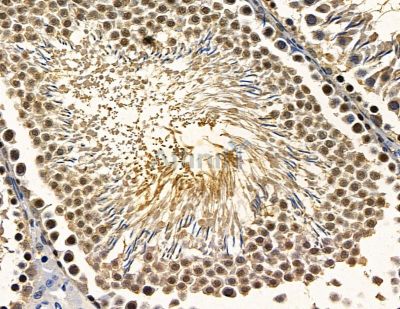 RFX2 Antibody - DF15783 at 1/100 staining rat testis tissue by IHC-P.