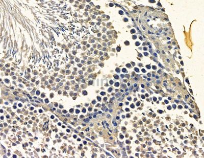 NAA25 Antibody - DF15784 at 1/100 staining rat testis tissue by IHC-P.