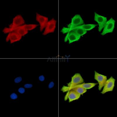 NAA25 Antibody - DF15784 staining HepG2 cells by IF/ICC.