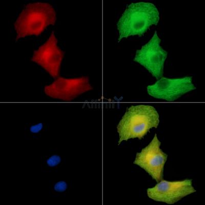 SEC31B Antibody - DF15788 staining A549 cells by IF/ICC.