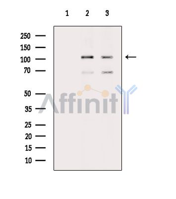 MAP7 Antibody - Western blot analysis of extracts from various samples, using MAP7 Antibody.