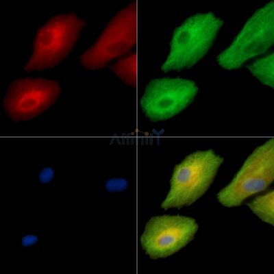 MAP7 Antibody - DF15797 staining A549 cells by IF/ICC.