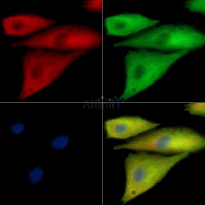 CLDND1 Antibody - DF15798 staining A549 cells by IF/ICC.