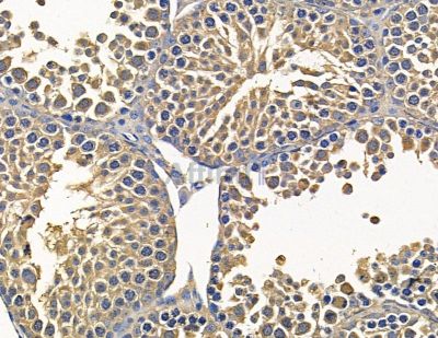 CLDND1 Antibody - DF15798 at 1/100 staining mouse testis tissue by IHC-P.