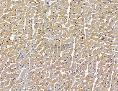 SLC41A3 Antibody - DF15799 at 1/100 staining rat heart tissue by IHC-P.