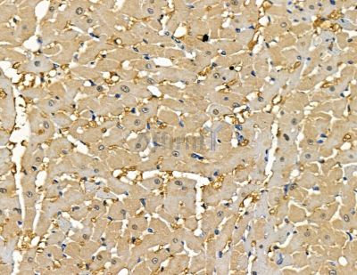 SLC25A28 Antibody - DF15800 at 1/100 staining rat heart tissue by IHC-P.