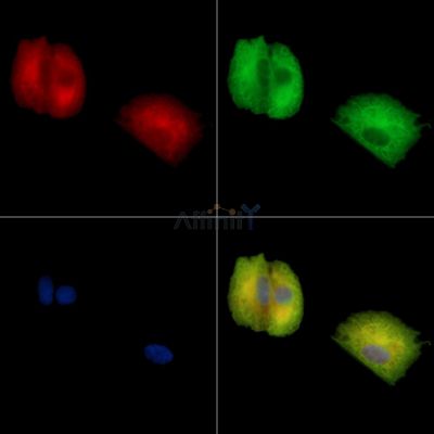 EURL Antibody - DF15807 staining A549 cells by IF/ICC.