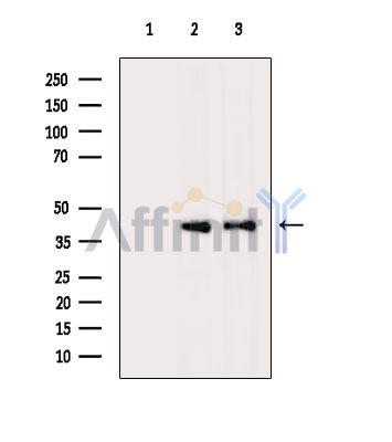 QPCTL Antibody - Western blot analysis of extracts from various samples, using QPCTL Antibody.