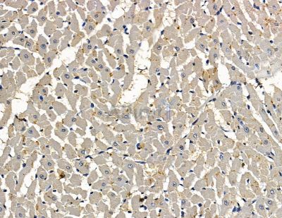 TMTC1 Antibody - DF15818 at 1/100 staining rat heart tissue by IHC-P.