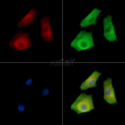 ISLR2 Antibody - DF15827 staining A549 cells by IF/ICC.