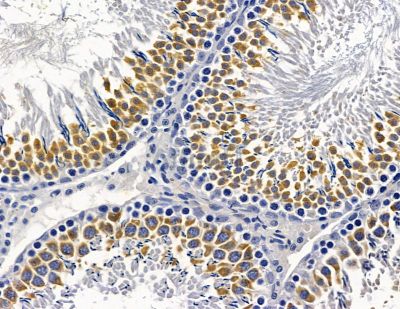 ISLR2 Antibody - DF15827 at 1/100 staining rat testis tissue by IHC-P.