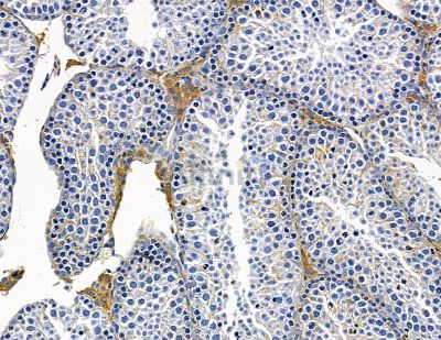 TMEM35A Antibody - DF15831 at 1/100 staining mouse testis tissue by IHC-P.