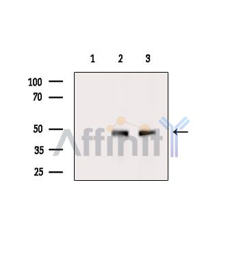 QTRT2 Antibody - Western blot analysis of extracts from various samples, using QTRT2 Antibody.