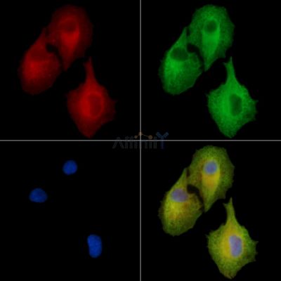 ASTN2 Antibody - DF15849 staining A549 cells by IF/ICC.