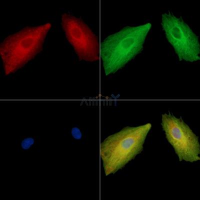 IMPG2 Antibody - DF15852 staining A549 cells by IF/ICC.