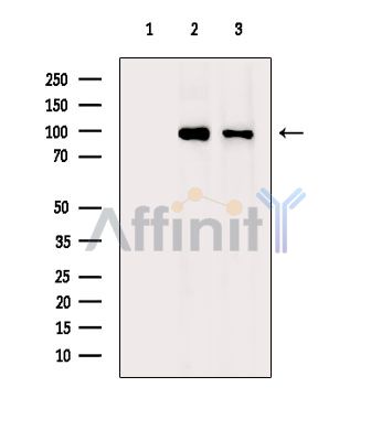 TSR1 Antibody - Western blot analysis of extracts from various samples, using TSR1 Antibody.