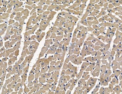 NIPSNAP3A Antibody - DF15873 at 1/100 staining rat heart tissue by IHC-P.