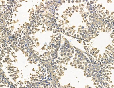 SLC36A2 Antibody - DF15880 at 1/100 staining mouse testis tissue by IHC-P.
