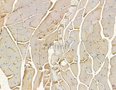 GRAMD2A Antibody - DF15893 at 1/100 staining mouse muscle tissue by IHC-P.