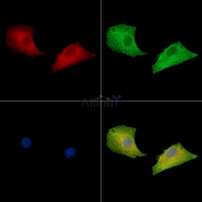 SRRD Antibody - DF15905 staining A549 cells by IF/ICC.