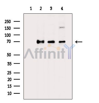DMWD Antibody - Western blot analysis of extracts from various samples, using DMWD Antibody.