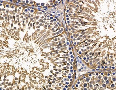 PLAC9 Antibody - DF15945 at 1/100 staining rat testis tissue by IHC-P.