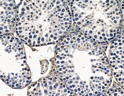 DHX57 Antibody - DF15958 at 1/100 staining mouse testis tissue by IHC-P.