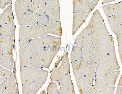 USP32 Antibody - DF15959 at 1/100 staining mouse muscle tissue by IHC-P.