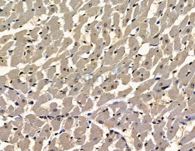 EBF4 Antibody - DF15969 at 1/100 staining rat heart tissue by IHC-P.