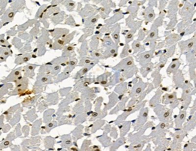 RNF169 Antibody - DF15976 at 1/100 staining rat heart tissue by IHC-P.