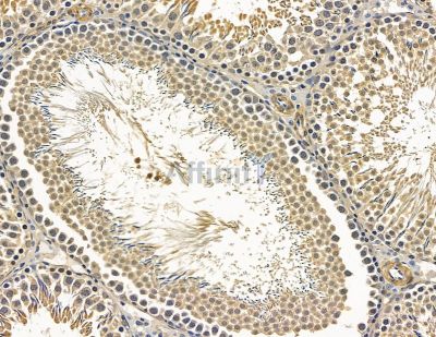 FBXO38 Antibody - DF15979 at 1/100 staining rat testis tissue by IHC-P.