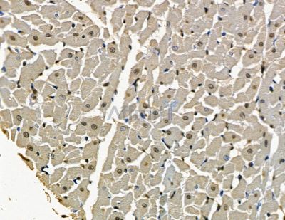 ZNF566 Antibody - DF15980 at 1/100 staining rat heart tissue by IHC-P.