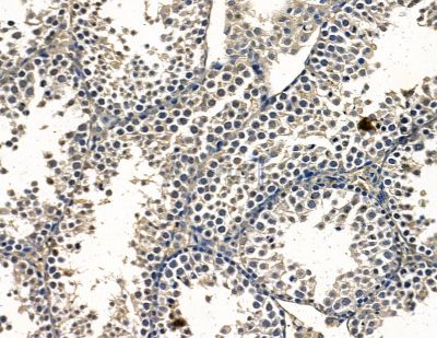 PIANP Antibody - DF15996 at 1/100 staining mouse testis tissue by IHC-P.