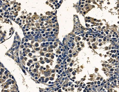 FAM161B Antibody - DF15997 at 1/100 staining mouse testis tissue by IHC-P.