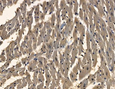 PDLIM4 Antibody - DF16000 at 1/100 staining rat heart tissue by IHC-P.