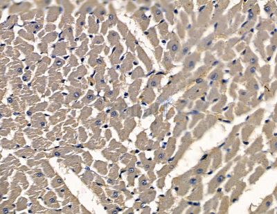 IER5L Antibody - DF16008 at 1/100 staining rat heart tissue by IHC-P.