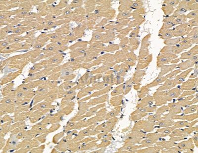 ESPN Antibody - DF16023 at 1/100 staining rat heart tissue by IHC-P.