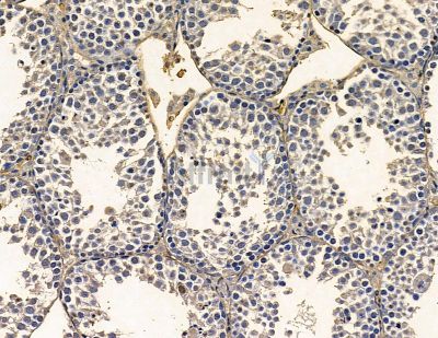 PTAR1 Antibody - DF16027 at 1/100 staining mouse testis tissue by IHC-P.