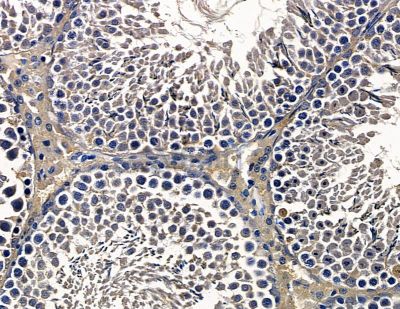 CCDC3 Antibody - DF16031 at 1/100 staining rat testis tissue by IHC-P.
