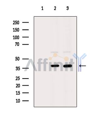 MYPOP Antibody - Western blot analysis of extracts from various samples, using MYPOP Antibody.