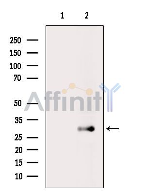 LRRC3B Antibody - Western blot analysis of extracts from Mouse brain, using LRRC3B Antibody.