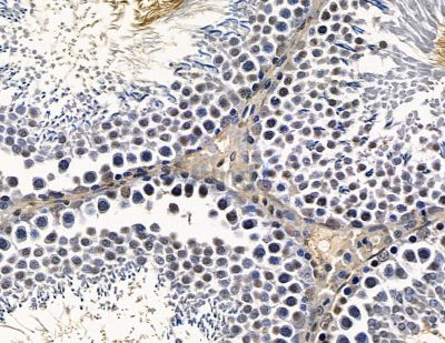 ZNF468 Antibody - DF16059 at 1/100 staining rat testis tissue by IHC-P.