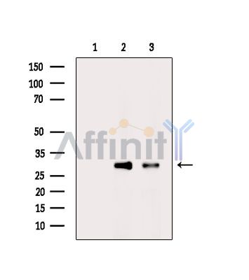 PEF1 Antibody - Western blot analysis of extracts from various samples, using PEF1 Antibody.