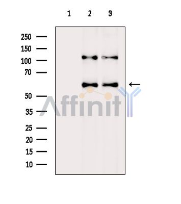 MSTO1 Antibody - Western blot analysis of extracts from various samples, using MSTO1 Antibody.