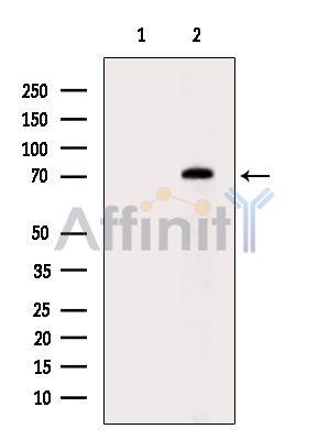 C10orf2 Antibody - Western blot analysis of extracts from HepG2 cells(heat-shock treatment), using C10orf2 Antibody.