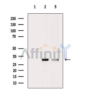 C1QTNF2 Antibody - Western blot analysis of extracts from Rat liver HepG2 cells(heat-shock treatment), using C1QTNF2 Antibody.