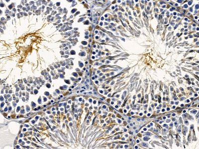 SUPT16H Antibody - AF0822 at 1/100 staining rat testis tissue by IHC-P.