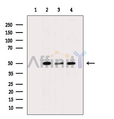 BMP3 Antibody - Western blot analysis of extracts from various samples, using BMP3 Antibody.