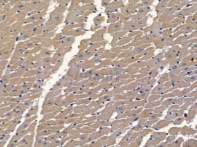 BEGAIN Antibody - AF9024 at 1/100 staining rat heart tissue by IHC-P.