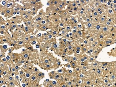Caspase-14 Antibody - AF9035 at 1/100 staining mouse liver tissue by IHC-P.